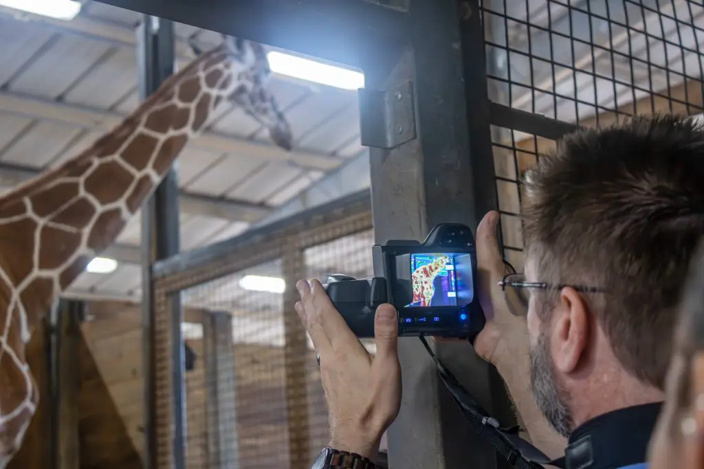 A veterinarian holds up a camera to get a thermographic image of a giraffe