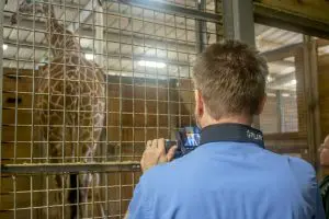 A veterinarian holds up a camera to get a thermographic image of a giraffe