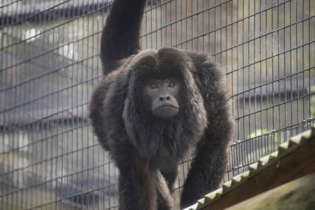 Reggie the Howler Monkey Walking on a Roof.