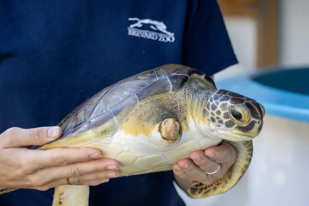 A woman holds a small sea turtle in her hands.