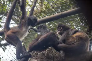 Three spider monkeys sit on a branch side by side, with two babies clinging onto two of the monkeys.