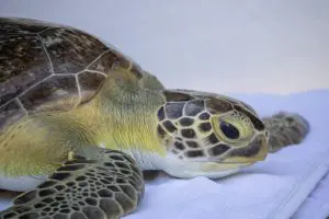 a green sea turtle rests on a white towel