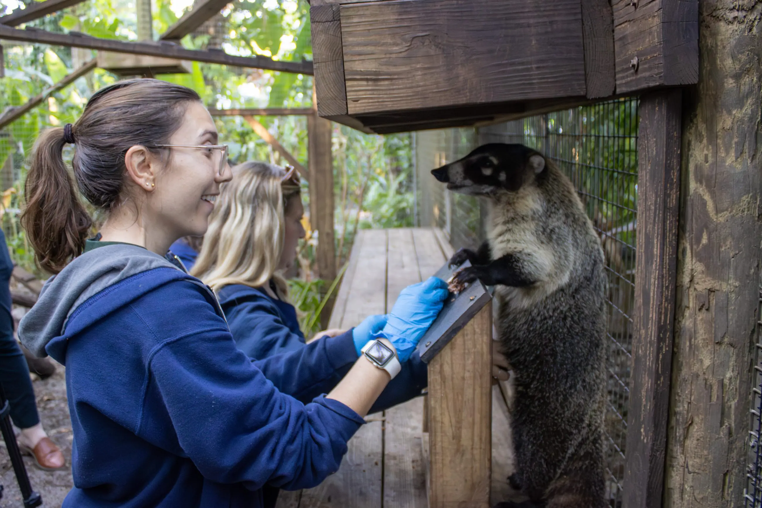 A woman faces a coati, who is standing on a small wooden board. The coati is receiving an ultrasound while the woman feeds her.