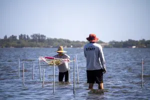 Two volunteers stand in a lagoon. One is holding a net that contains seagrass shoals.