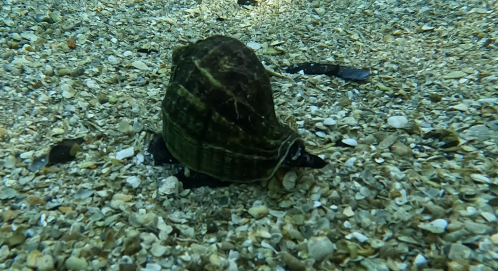 A Florida crown conch sits in sand underwater.