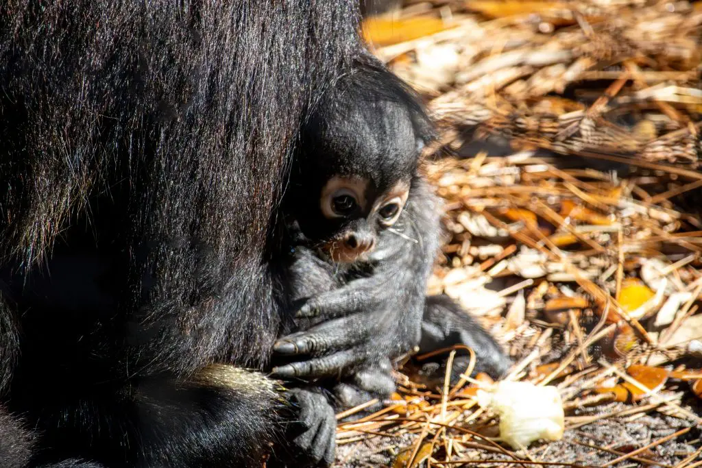 A baby black-handed spider monkey peers out from under their mother's arms.