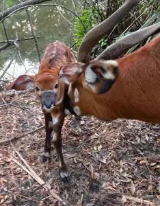 An adult Eastern bongo sniffs a calf.