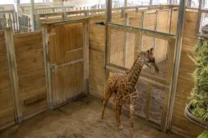 A giraffe stands in a barn.