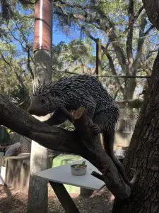 A porcupine climbs on a branch.