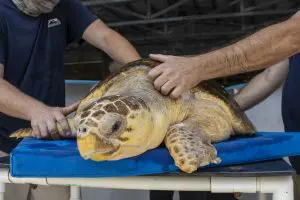 Two people steady a large sea turtle on a cart.