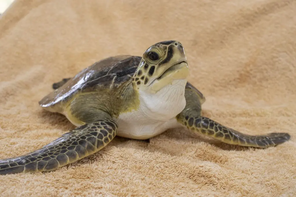 A juvenile sea turtle sits on a towel.