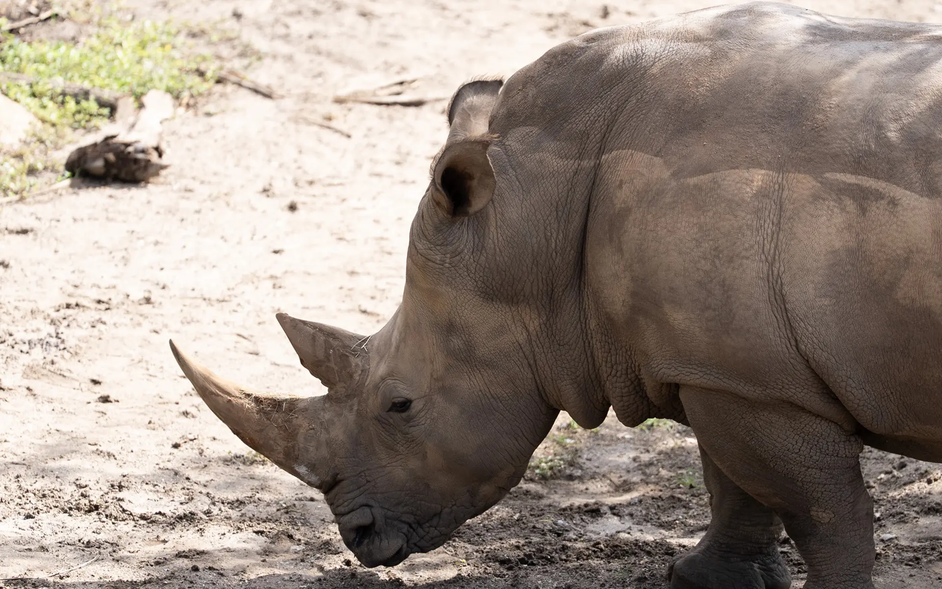 a big rhino viewed from the side