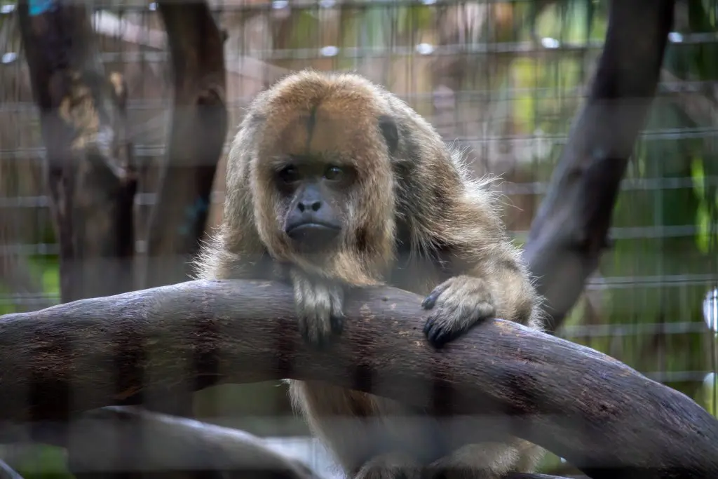 A female howler monkey perches on a branch.