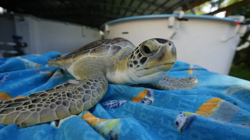 A green sea turtle lays on a colorful beach towel with a tank in the background.