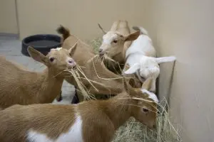 Five goats eat hay inside of a barn.