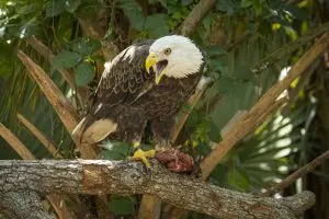 A bald eagle screeches while holding its prey.