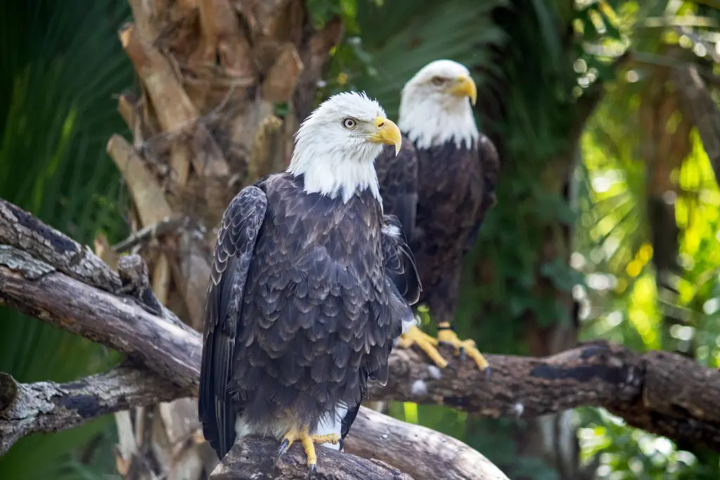 Two bald eagles perch on branches.