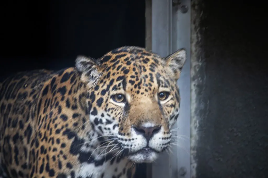 Khan the jaguar looks out from his nighthouse