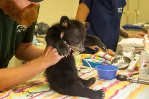 A man props up a Florida black bear cub during a veterinary exam.