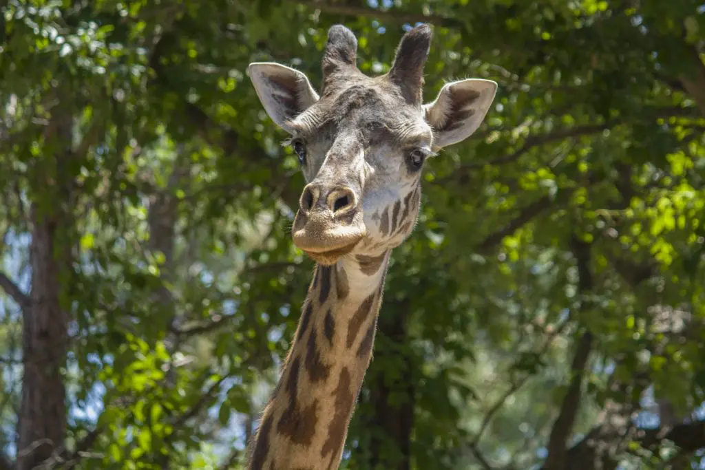 Milenna the giraffe