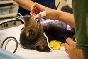 A photo of a black bear cub laying on an exam table.