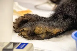 A photo of a bear cub's paws