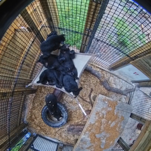 Several Florida black bear cubs cuddle together on a hammock inside a zoo.