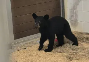 A Florida black bear cub with blonde eyebrow and snout markings walks around a barn.