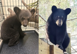 A side-by-side comparison of a Florida black bear cub's growth over time