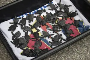 Baby sea turtles in a tub.