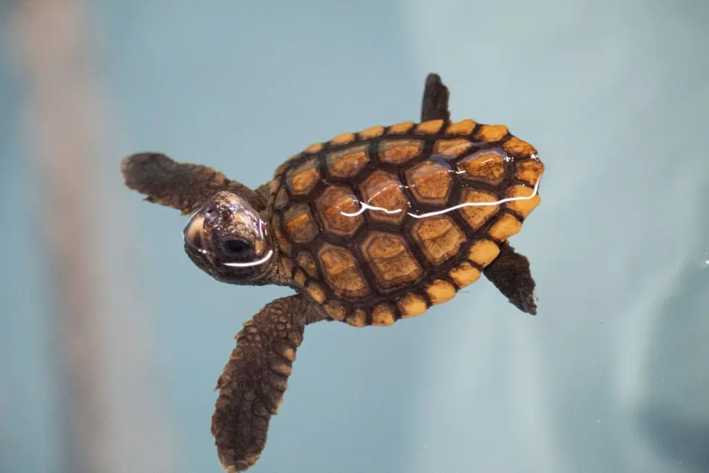 A baby sea turtle