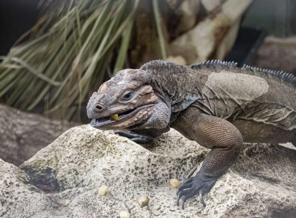 Rhino the Iguana
