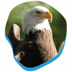 1440x1440_Animals-Loops_Eagle_VisitPage.png