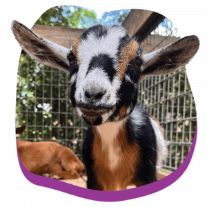 1440x1440_Animals-Loops_Goat_VisitPage.png