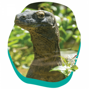 1440x1440_Animals-Loops_Komodo-Dragon_VisitPage.png