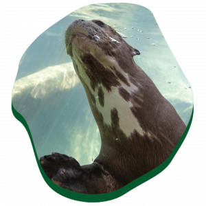 1440x1440_Animals-Loops_Otter_VisitPage.png