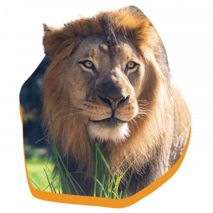 1440x1440_Animals-Loops__Lion_VisitPage.png