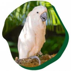 1440x1440_Tips-for-Visit_Cockatoo_VisitPage.png