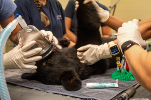 An oxygen mask is held over a Florida black bear cub's snout during a veterinary exam.