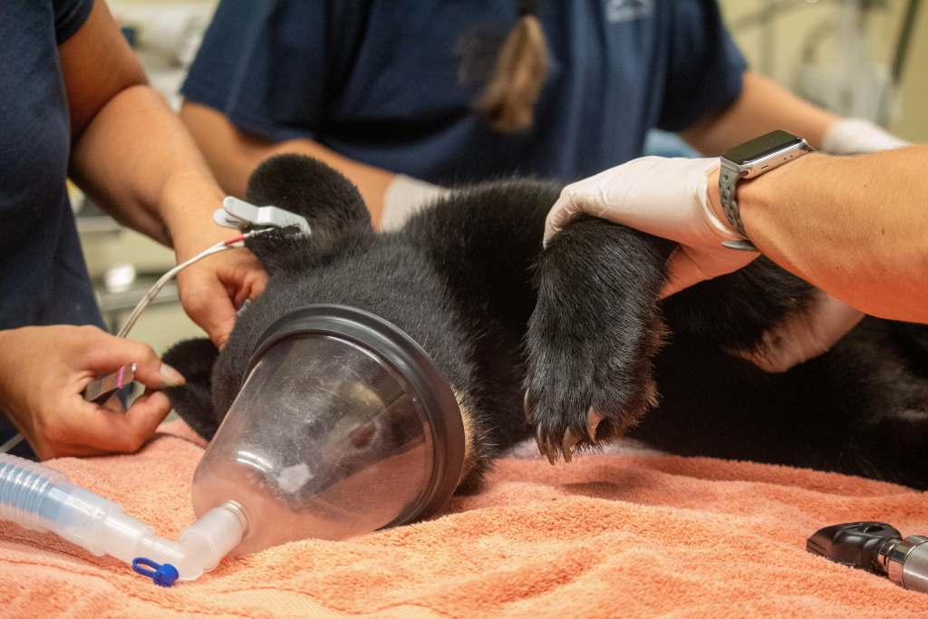 A veterinary and animal care team examines a Florida black bear cub during her intake exam. 