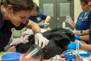A woman examines a Florida black bear cub during a veterinary exam.