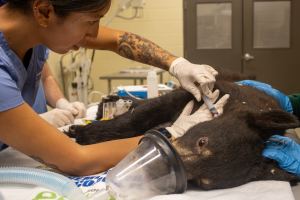 A sedated Florida black bear cub receives a shot during a veterinary exam.