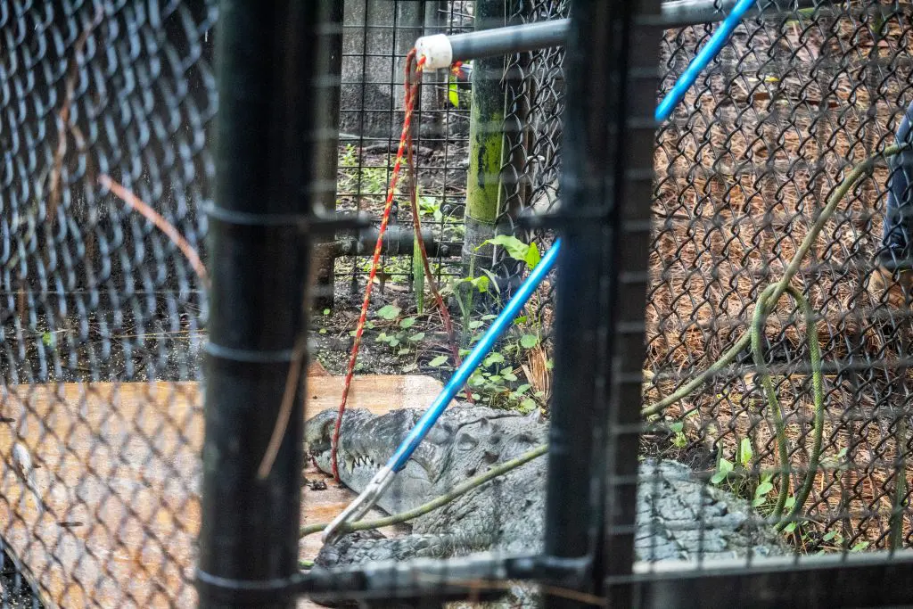 American crocodile Lilly