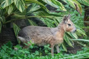 The side profile of a Patagonian mara standing on the ground.