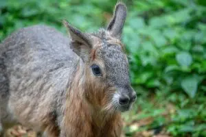 A Patagonian mara stands.