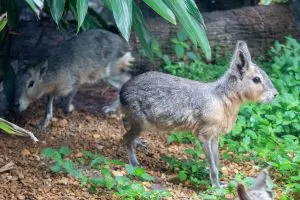 Two Patagonian maras stand on the ground.
