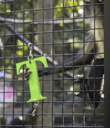 Animals Cognition photo at Brevard Zoo