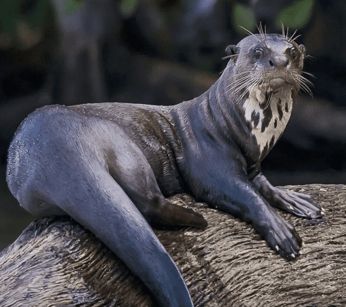Photo of an otter