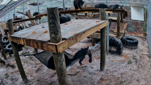 Several Florida black bear cubs sit atop hammocks and platforms in a Zoo habitat.