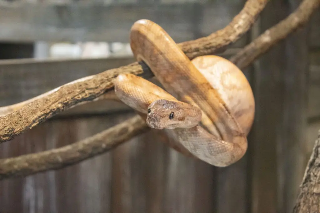 penny the annulated boa